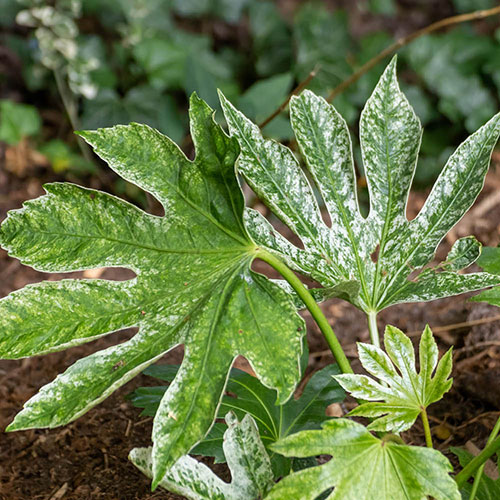 Fatsia japonica Spiders Web Fatsia japonica Spiders Web