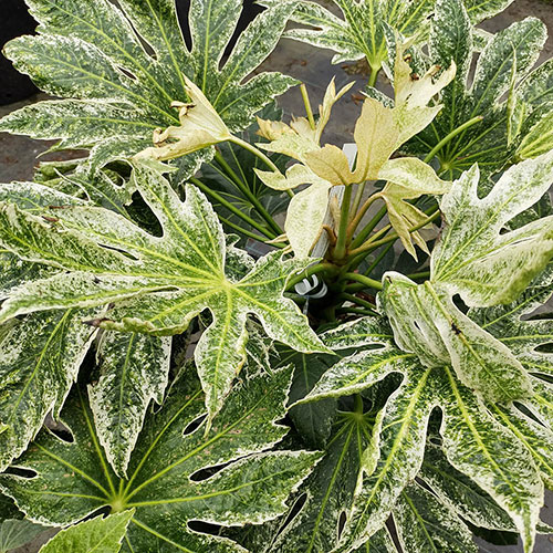 Fatsia japonica Spiders Web Fatsia japonica Spiders Web