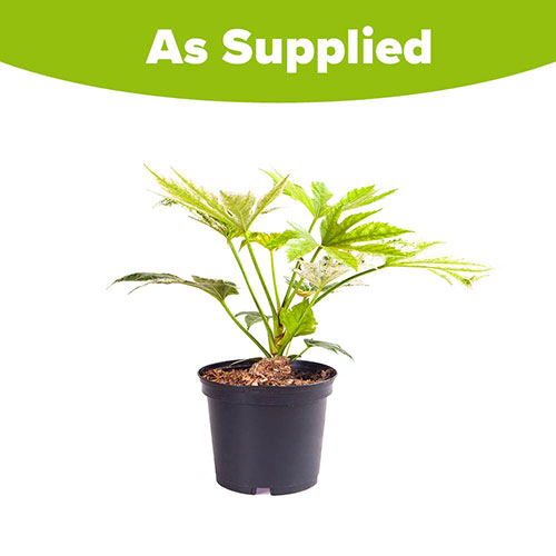 Fatsia japonica Spiders Web Fatsia japonica Spiders Web