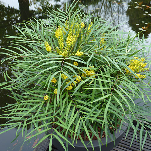 Mahonia eurybracteata Soft Caress Mahonia eurybracteata Soft Caress