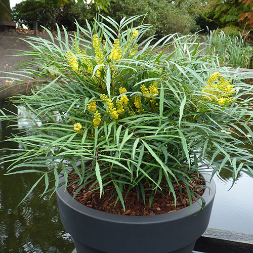 Mahonia eurybracteata Soft Caress Mahonia eurybracteata Soft Caress