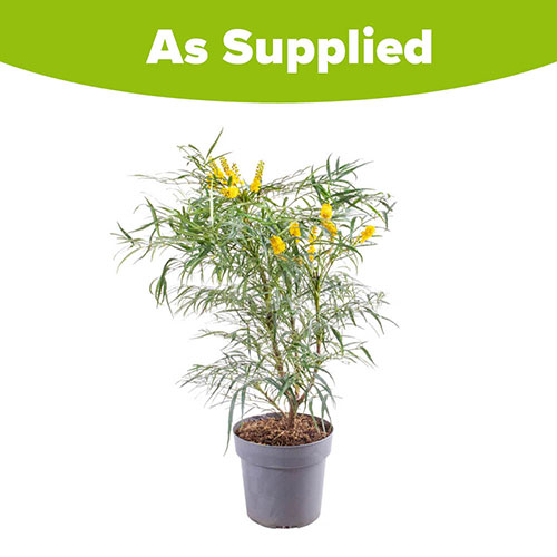 Mahonia eurybracteata Soft Caress Mahonia eurybracteata Soft Caress