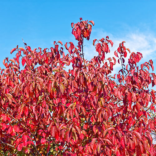 Cornus sanguinea Annys Winter Orange Cornus sanguinea Annys Winter Orange