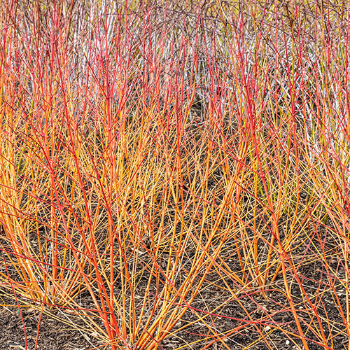 Cornus sanguinea Annys Winter Orange Cornus sanguinea Annys Winter Orange