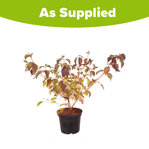 Cornus sanguinea Annys Winter Orange Cornus sanguinea Annys Winter Orange