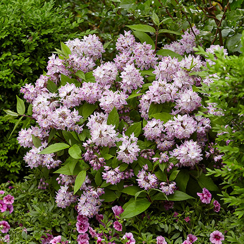 Deutzia hybrida Raspberry Sundae Deutzia hybrida Raspberry Sundae