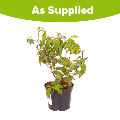 Deutzia hybrida Raspberry Sundae Deutzia hybrida Raspberry Sundae