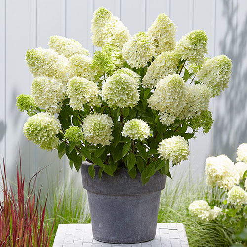 Hydrangea Skyfall