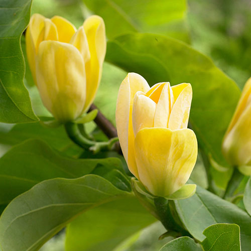Magnolia  brooklynensis Yellow Bird