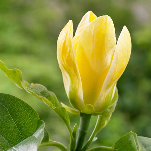 Magnolia × brooklynensis Yellow Bird Magnolia × brooklynensis Yellow Bird