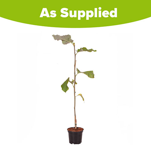 Magnolia × brooklynensis Yellow Bird Magnolia × brooklynensis Yellow Bird