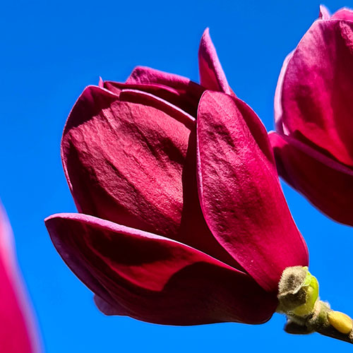 Magnolia Genie Magnolia Genie