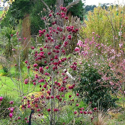 Magnolia Genie Magnolia Genie