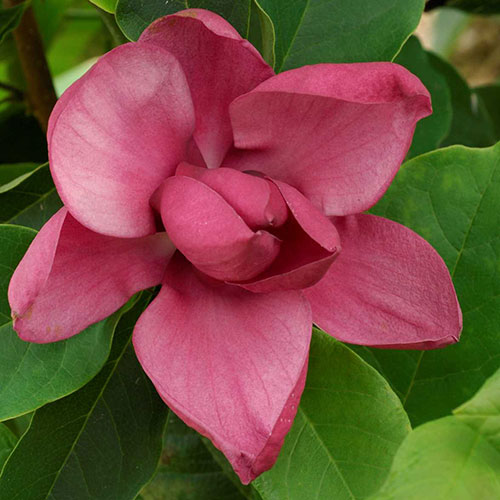 Magnolia Genie Magnolia Genie