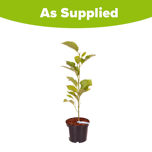 Magnolia Genie Magnolia Genie