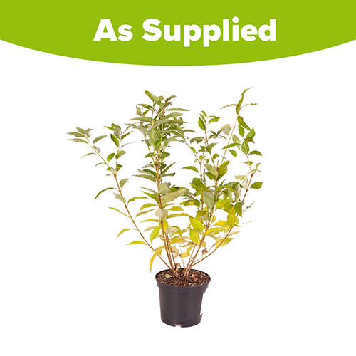 Forsythia intermedia Minigold Forsythia intermedia Minigold