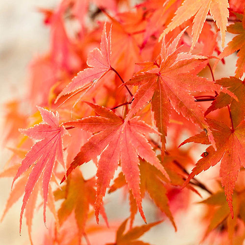 Acer palmatum Phoenix Acer palmatum Phoenix