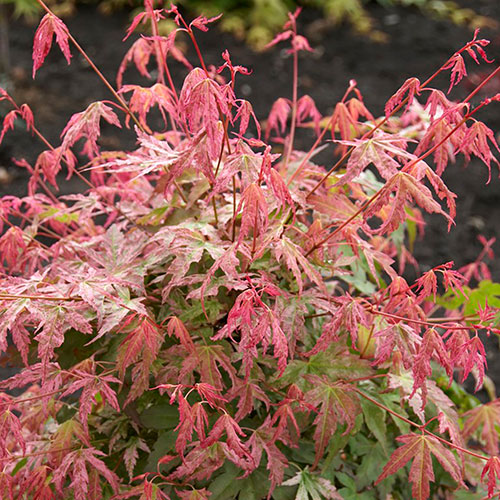 Acer palmatum Phoenix Acer palmatum Phoenix