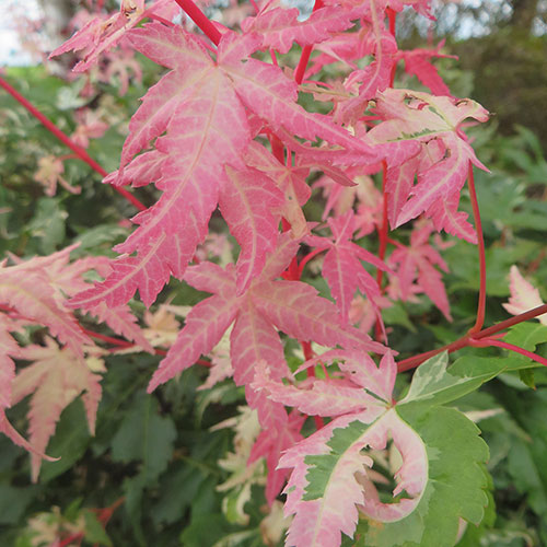 Acer palmatum Phoenix Acer palmatum Phoenix