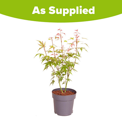 Acer palmatum Phoenix Acer palmatum Phoenix