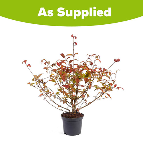 Viburnum plicatum Kilimanjaro Sunrise Viburnum plicatum Kilimanjaro Sunrise