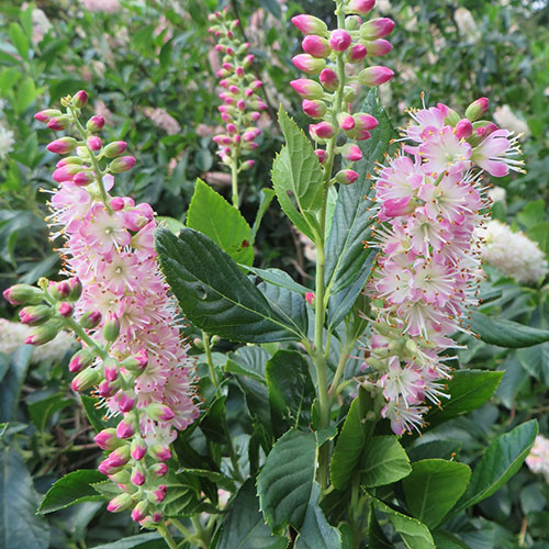 Clethra alnif. Ruby Spice 9cm Clethra alnif. Ruby Spice 9cm