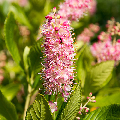 Clethra alnif. Ruby Spice 9cm Clethra alnif. Ruby Spice 9cm