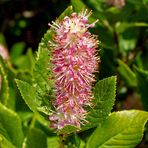 Clethra alnif. Ruby Spice 9cm Clethra alnif. Ruby Spice 9cm