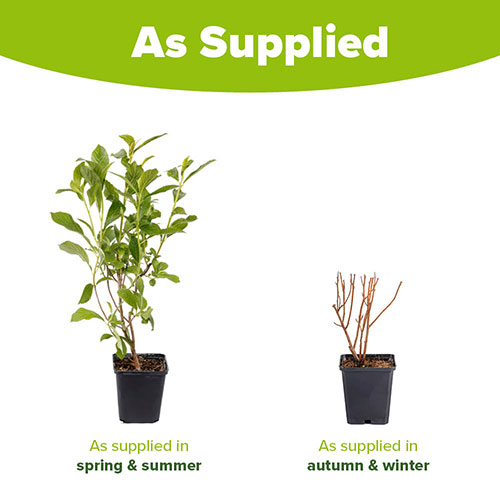 Clethra alnif. Ruby Spice 9cm Clethra alnif. Ruby Spice 9cm