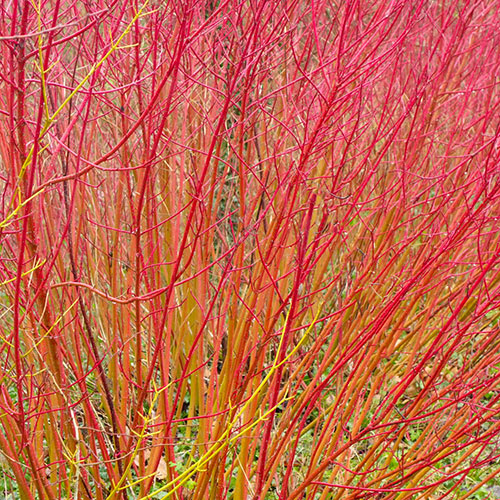Cornus sanguinea Midwinter Fire Cornus sanguinea Midwinter Fire