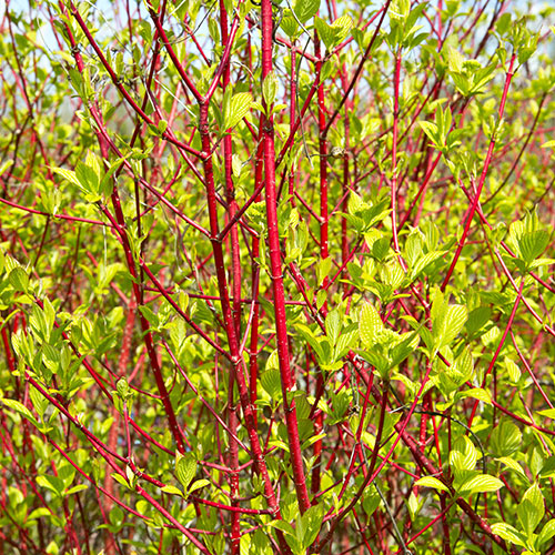 Cornus sanguinea Midwinter Fire Cornus sanguinea Midwinter Fire