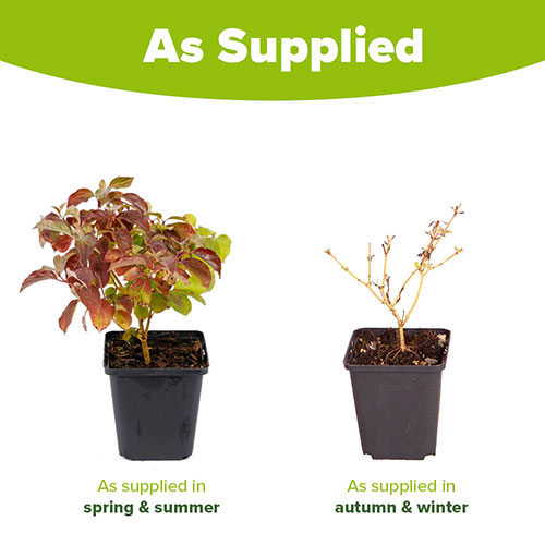Cornus sanguinea Midwinter Fire Cornus sanguinea Midwinter Fire