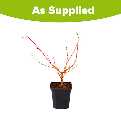 Cornus sanguinea Midwinter Fire Cornus sanguinea Midwinter Fire