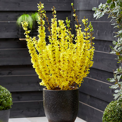 Easter Tree Forsythia Mikador