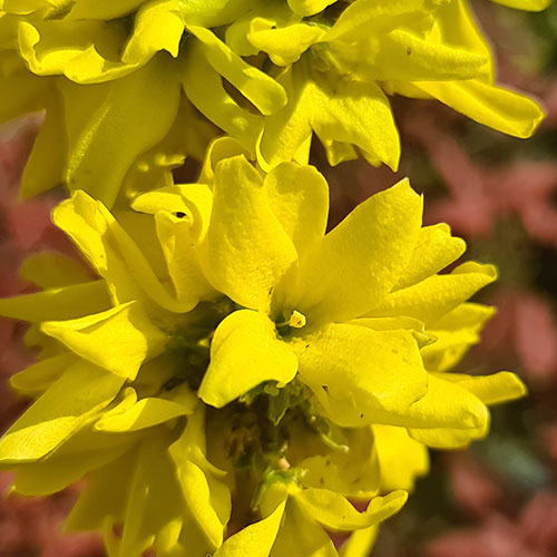 Easter Tree Forsythia Mikador Easter Tree Forsythia Mikador