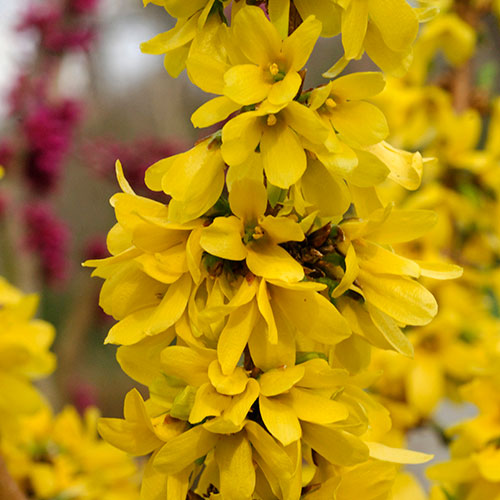 Easter Tree Forsythia Mikador Easter Tree Forsythia Mikador