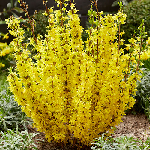 Easter Tree Forsythia Mikador Easter Tree Forsythia Mikador