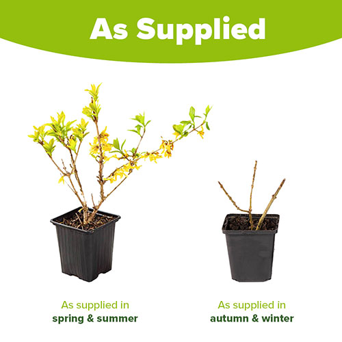 Easter Tree Forsythia Mikador Easter Tree Forsythia Mikador