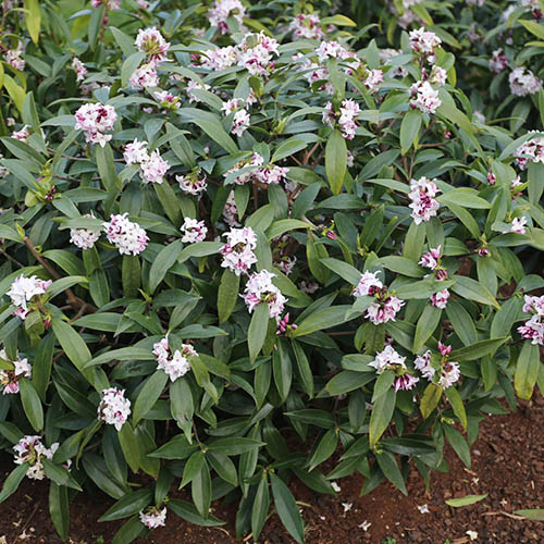 Daphne Perfume Princess Daphne Perfume Princess