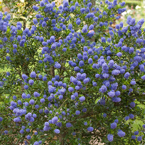 Ceanothus thyrsiflorus var. repens Californian Lilac