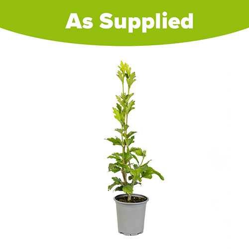 Hibiscus Lavender Chiffon® Hibiscus Lavender Chiffon®