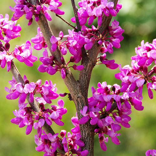Judas Tree Cercis siliquastrum 9cm Judas Tree Cercis siliquastrum 9cm