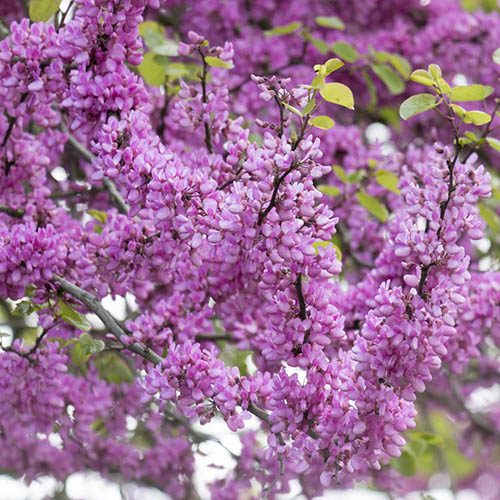 Judas Tree Cercis siliquastrum 9cm Judas Tree Cercis siliquastrum 9cm