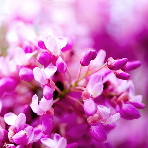 Judas Tree Cercis siliquastrum 9cm Judas Tree Cercis siliquastrum 9cm