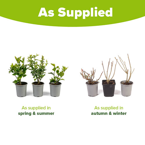 Hardy Hibiscus Chiffon Collection Hardy Hibiscus Chiffon Collection