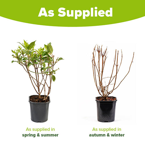 Hydrangea paniculata Limelight Hydrangea paniculata Limelight