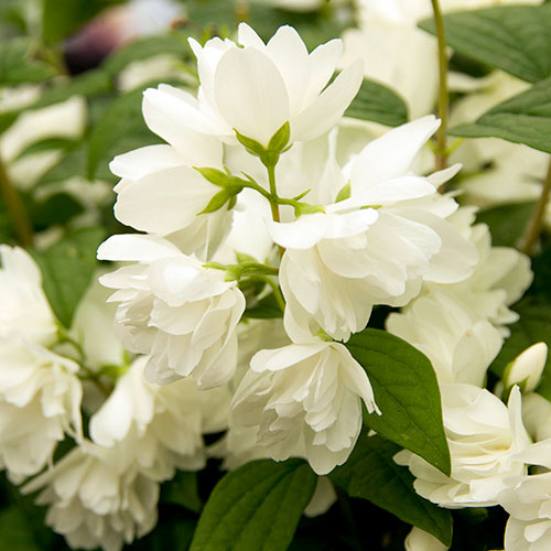 Philadelphus Snowbelle Mock Orange Philadelphus Snowbelle Mock Orange