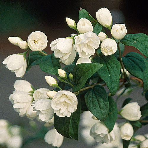 Philadelphus Snowbelle Mock Orange Philadelphus Snowbelle Mock Orange
