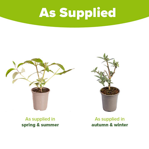 Buddleia Berries and Cream Buddleia Berries and Cream