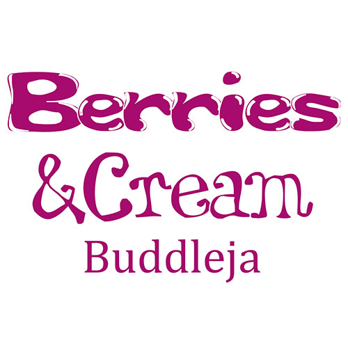 Buddleia Berries and Cream Buddleia Berries and Cream